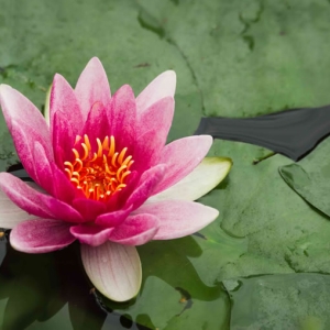 Redwell   Sept   2016 (119 Of 132).jpg